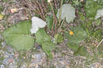 Coltsfoot